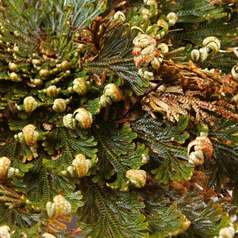 Phytofuse Renew™: Ружа од Ерихон